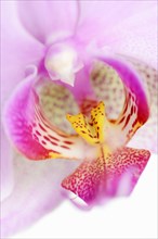 Butterfly orchid (Phalaenopsis), flowering tai, houseplant, North Rhine-Westphalia, Germany, Europe
