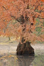 Bald cypress (Taxodium distichum) in autumn, North Rhine-Westphalia, Germany, Europe