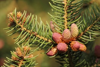 European spruce (Picea abies), flowers, North Rhine-Westphalia, Germany, Europe
