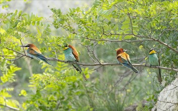 Bee-eater (Merops apiaster), colony, Burgenland