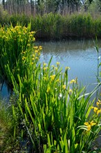 Yellow iris (Iris pseudacorus), by the pond in the nature garden, practical nature conservation,