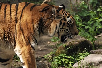 Siberian tigers (Panthera tigris altaica) Nuremberg Zoo, Am Tiergarten 30, Nuremberg, Middle