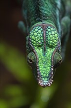 Panther Chameleon, terrarium in the Nuremberg Zoo, Nuremberg, Middle Franconia, Bavaria, Germany,