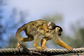 Squirrel monkey (Saimiri) with newborn on its back, Nuremberg Zoo, Middle Franconia, Bavaria,