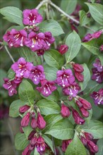 Weigelas (Weigela), flowers, Emsland, Lower Saxony, Germany, Europe