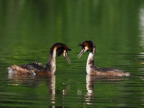 Two great crested grebes (Podiceps ribbonfish) in the water, facing each other in courtship pose,