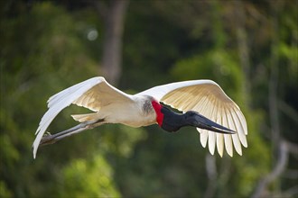 Jabiru (Jabiru mycteria) Pantanal Brazil