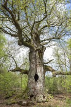 Old hut oak, pedunculate oak (Quercus robur), fireplace oak, Sababurg primeval forest, Hesse,