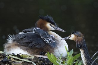 A great crested grebe (Podiceps scalloped ribbonfish) on the nest with three chicks, feeding scene,