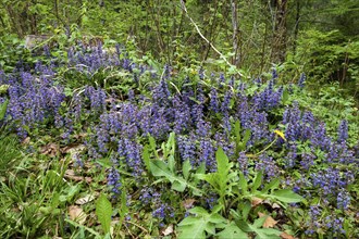 Blue bugles (Ajuga reptans), Allgaeu, Bavaria, Germany, Europe