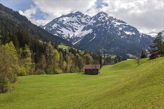 Landscape with meadows and wooden hut, behind Widderstein and Kleiner Widderstein, near Mittelberg,
