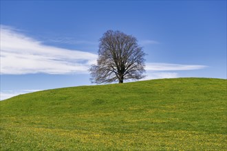 Common beech (Fagus sylvatica) in spring, solitary tree in a meadow, Allgaeu, Ostallgaeu, Swabia,