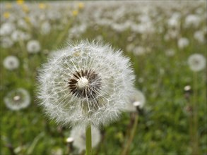 Common dandelion (Taraxacum officinale), near Irdning, Ennstal, Styria, Austria, Europe