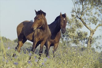 Andalusian, Andalusian horse, Antequera, Andalusia, Spain, Europe