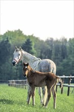 Arabian, horse, study with foal