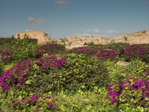 Lush vegetation with purple flowers in front of ancient ruins under a clear, sunny sky, Purple
