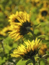 Close-up of yellow sunflower blossoms against a blurred background, blooming yellow sunflowers in a