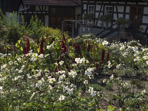 Flowery garden with red and white flowers in front of a traditional half-timbered house in summer,
