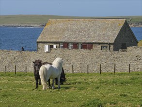 Two ponies grazing in a green meadow in front of a stone farmhouse by the sea, black and white