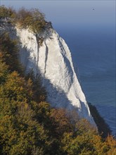 Raging white cliffs in contrast to colourful autumn forests and the blue ocean, autumn foliage and