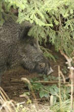 Wild boar (Sus scrofa) boar secured at a thicket, Allgaeu, Bavaria, Germany, Europe