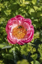 Large earth bumblebee (Bombus terrestris) in peony flower, Emsland, Lower Saxony, Germany, Europe