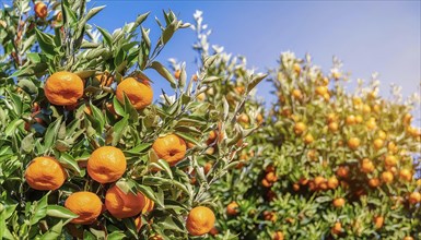 Ripe mandarins on a tree under bright sunshine and blue sky, AI generated, AI generated