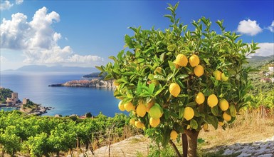 Lemon tree with ripe fruit in a Mediterranean landscape AI generated, AI generated