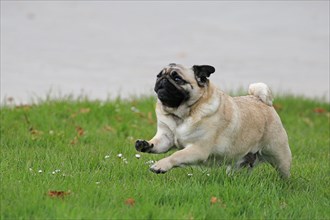 Pug, running