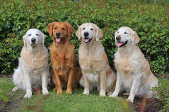 Labrador Retriever, group picture