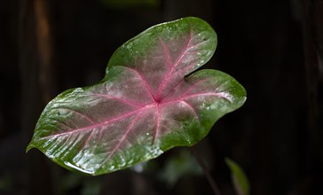 Caladium bicolor leaf, Tortuguero National Park, Costa Rica, Central America
