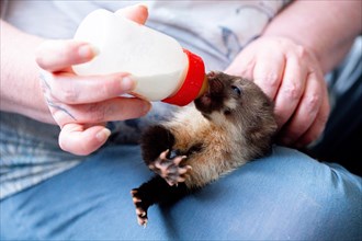 Beech marten (Martes foina), practical animal welfare, young animal receives milk with a bottle in