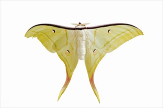 Indian luna moth (Actias selene), male against white background, captive, occurrence in Asia
