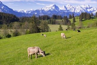 Dairy cows on a pasture, snow-covered mountains, hiking area, forest, trees, Allgaeu Alps, near