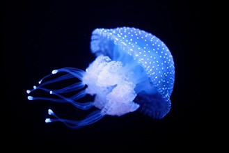 Tropical Jellyfish Phyllorhiza punctata white-spotted jellyfish aka floating bell, Australian