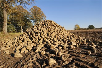 Harvested sugar beet (Beta vulgaris ssp. vulgaris var. altissima), sugar beet harvest,