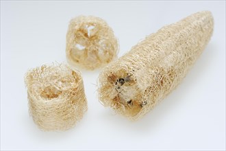 Sponge cucumber (Luffa aegyptiaca, Luffa cylindrica), fibrous interior of the ripe fruit, used as a