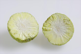 Hedge apple (Maclura pomifera), halved fruit on a white background