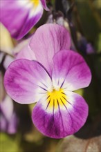 Horned violet or horned pansy (Viola cornuta), flower, North Rhine-Westphalia, Germany, Europe