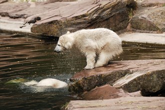 Small polar bear (Ursus maritimus) shaking itself dry, Nuremberg Zoo, Am Tiergarten 30, Nuremberg,