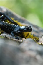 Alpine salamander (Salamandra atra), on stone with moss, Hohenschwangau, Allgaeu, Bavaria