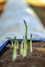 Close-up of green asparagus growing in brown soil. Blurred film in the background