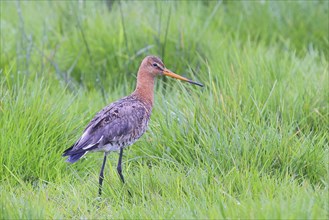 Black-tailed godwit (Limosa limosa), male in breeding plumage foraging in grassland, wildlife,