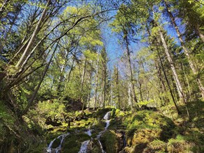 A lively forest scene with a small waterfall flowing over moss-covered rocks. Tall trees with green