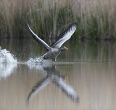 Greylag goose (Anser anser) taking off on a pond, Thuringia, Germany, Europe
