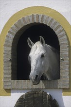 Andalusian, Andalusian horse, Antequera, Andalusia, Spain, Europe