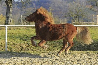 Icelandic, Icelandic horse