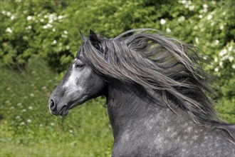 Andalusian, Andalusian horse