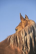 Arabian, Horse