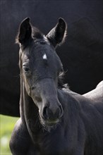 Hanoverian, foal